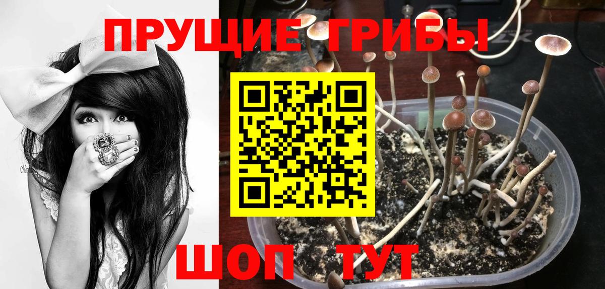 Псилоцибиновые грибы Psilocybe  Вход с VPN  Владимир 
